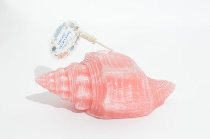 Concha Cuerno de Mar