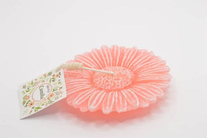 Gerbera